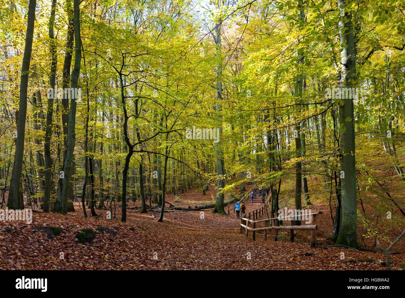 Beech stand in fall and group of tourists climbing small hill, Wolinski National Park, Poland, Europe Stock Photo