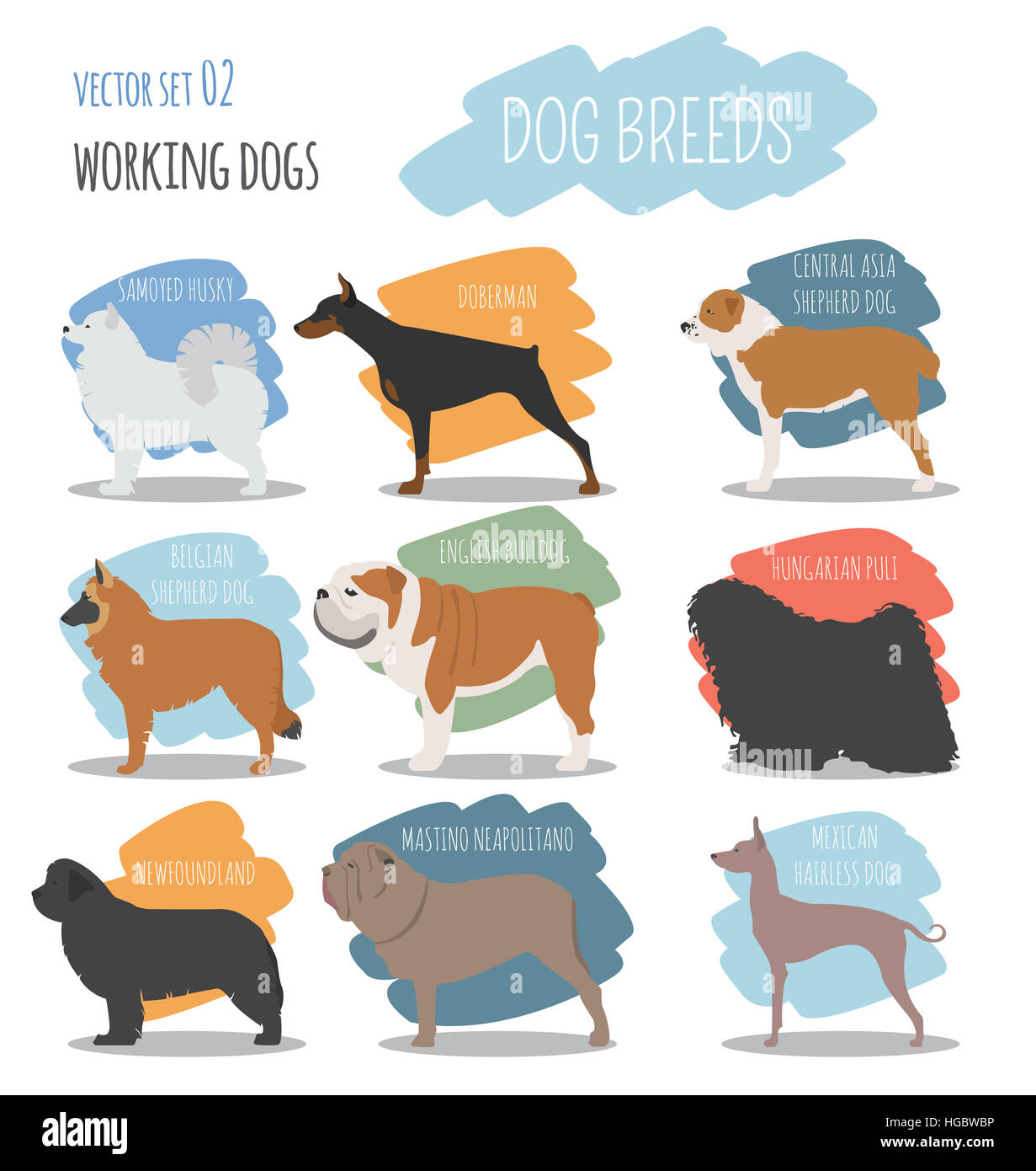 Dog breeds. Working (watching) dog set icon. Flat style. Vector illustration Stock Photo