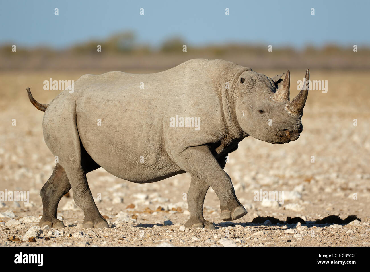 A black rhinoceros (Diceros bicornis) in natural habitat, Etosha National Park, Namibia Stock Photo