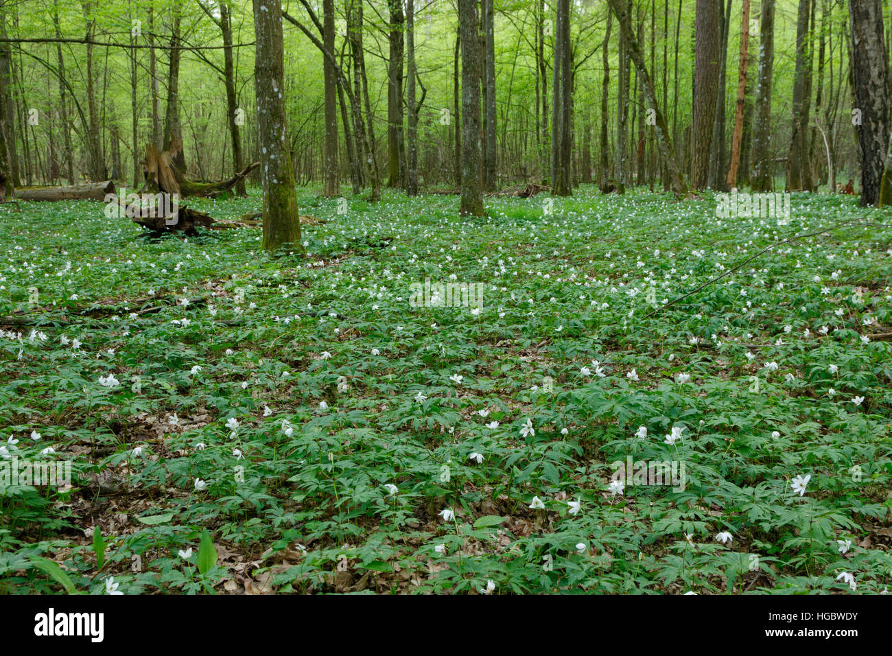 In spring flowering windflower and hornbeams around, Bialowieza Forest, Poland, Europe Stock Photo