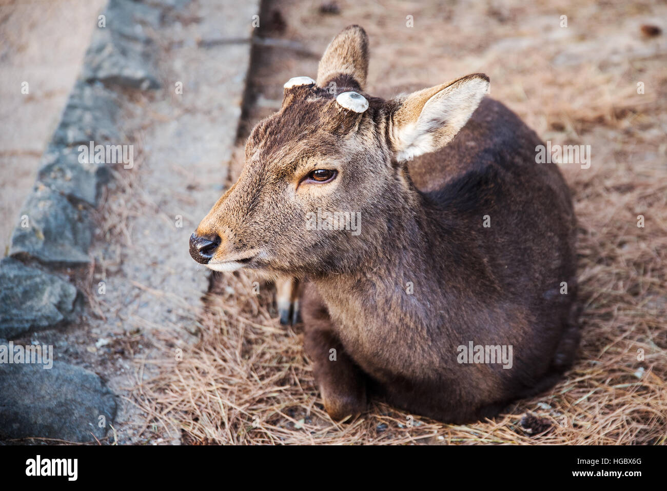 Male deer with no antlers in Nara Japan Stock Photo