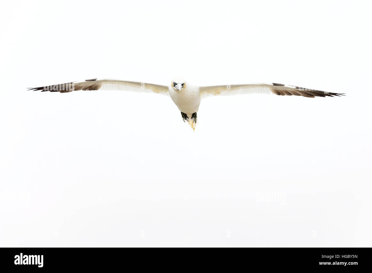 Northern Gannet (Morus bassanus) flying against white sky, Great Saltee, Saltee Islands, Ireland. Stock Photo
