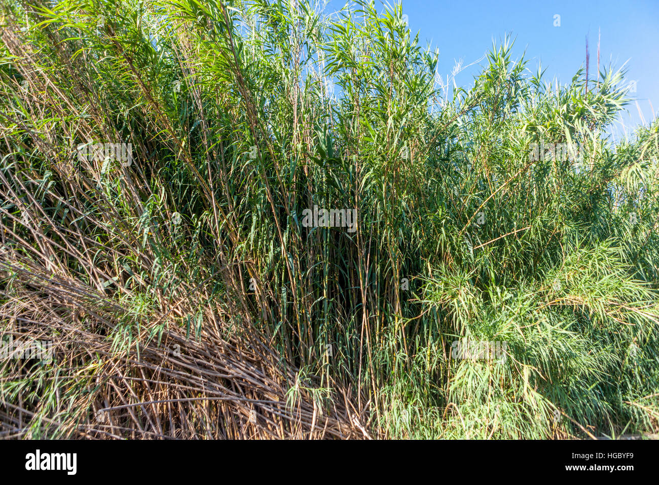Arundo donax, Giant reed cane, is a tall perennial cane growing in the Mediterranean Stock Photo