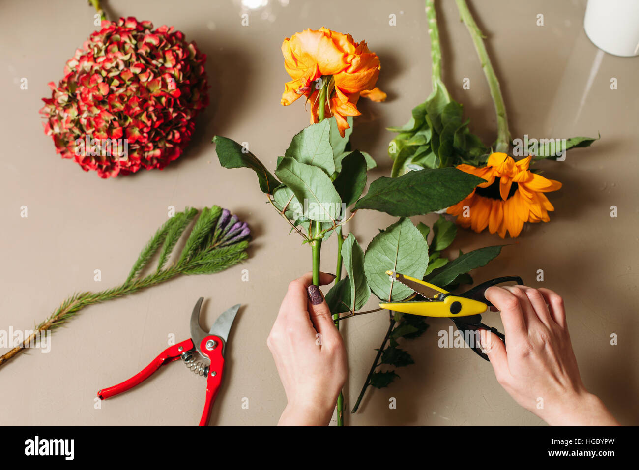 Florist hands cutting rose with garden scissors Stock Photo Alamy