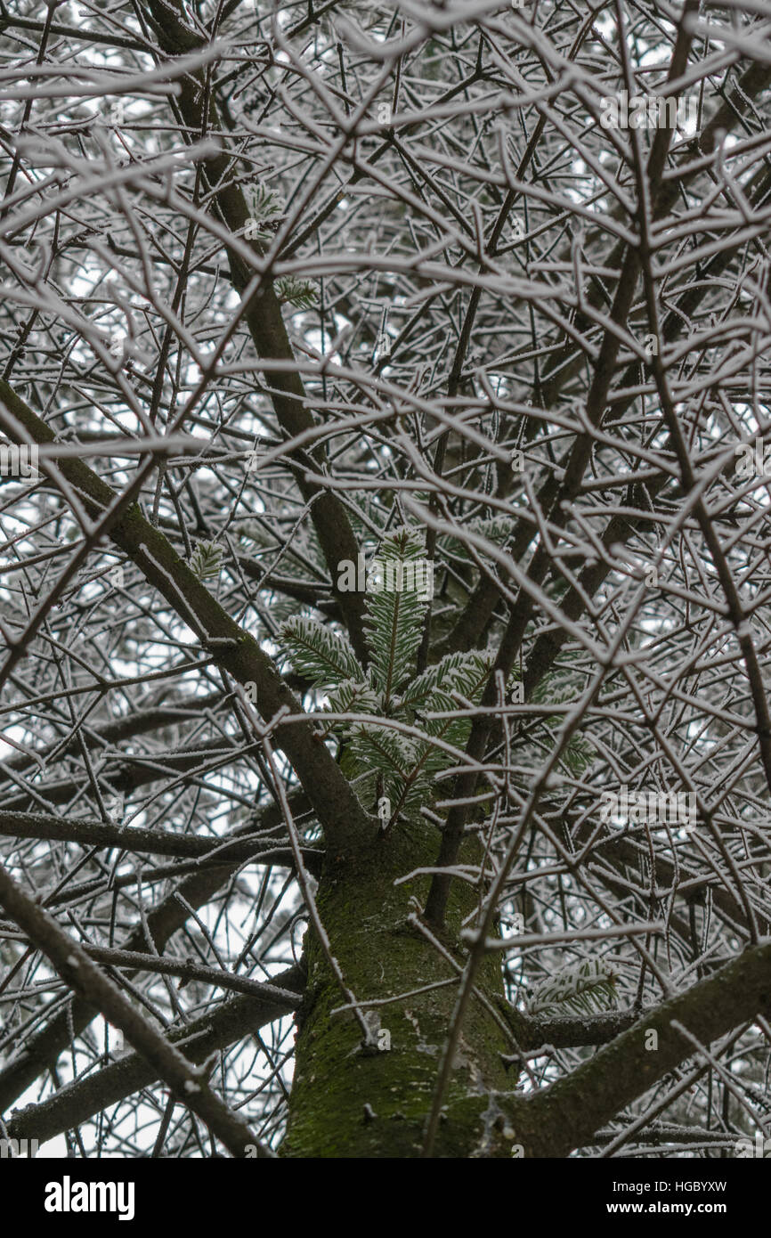 Close view on the pine tree branch covered with snow Stock Photo - Alamy