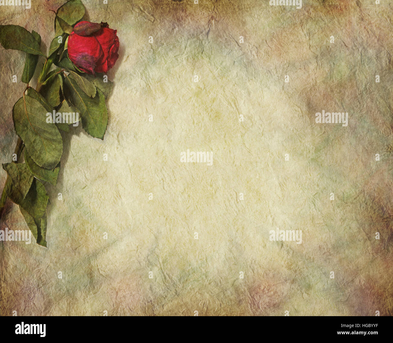 dried red rose laying in top left corner of stone effect rustic grunge background with plenty of copy space Stock Photo