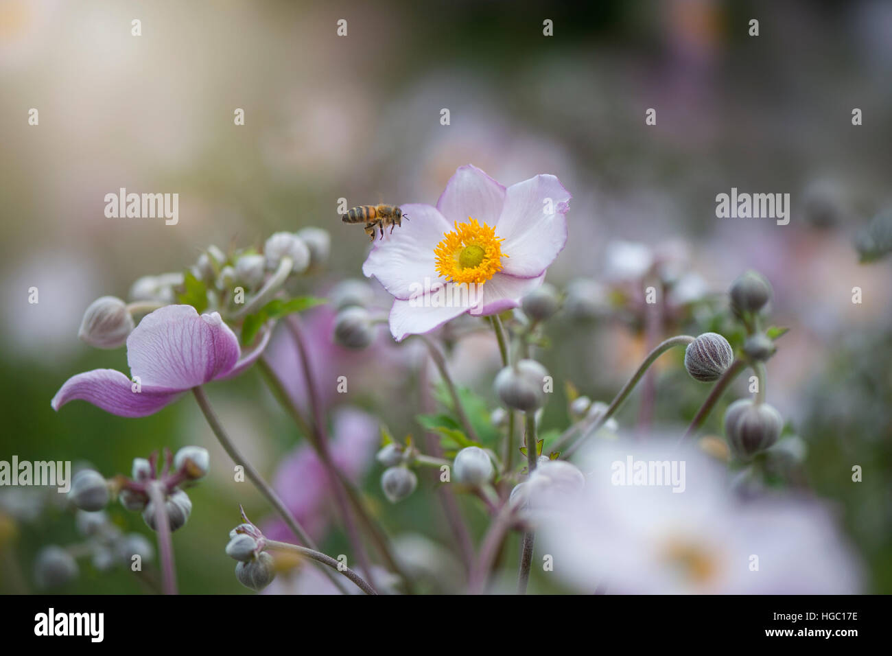 Pink Japanese Anemone Flowers - Anemone hupehensis var. japonica, with a bee collecting pollen. Stock Photo