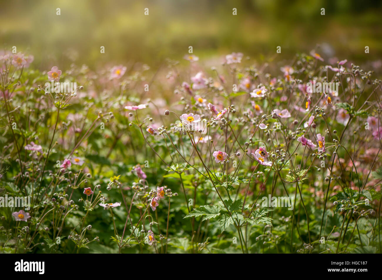 Pink Japanese Anemone Flowers - Anemone hupehensis var. japonica, Stock Photo