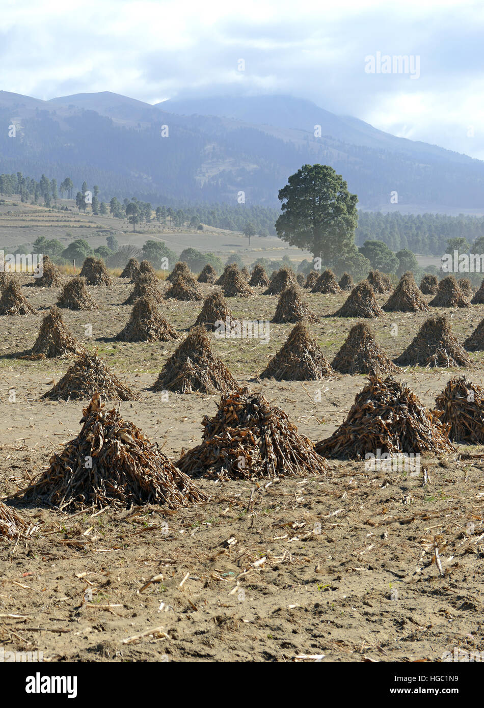 Mexico corn farming hires stock photography and images Alamy