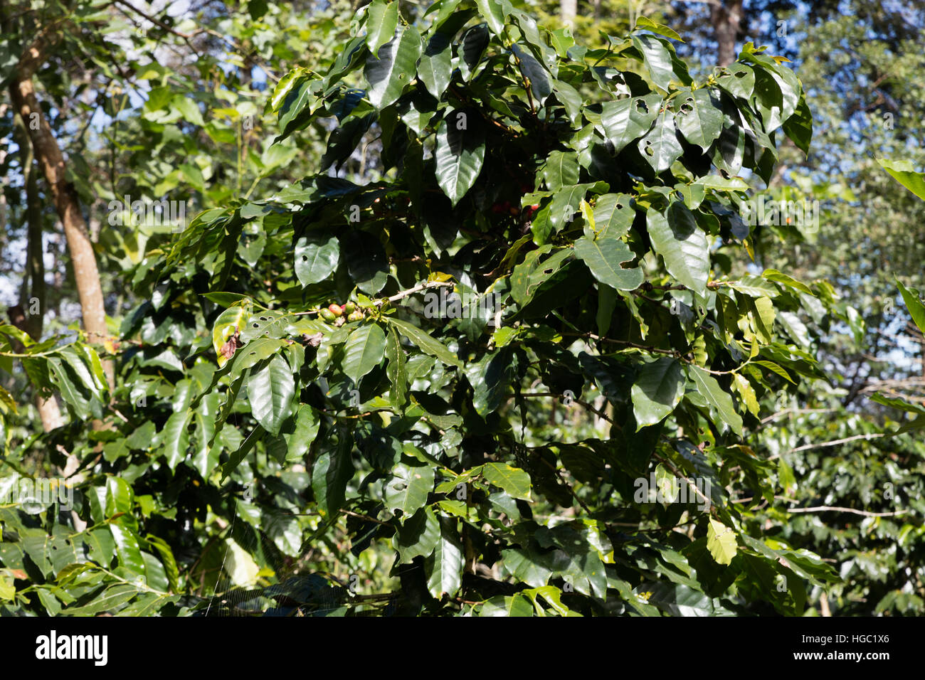 Coffee beans in green coffee plantation, Laos Stock Photo Alamy