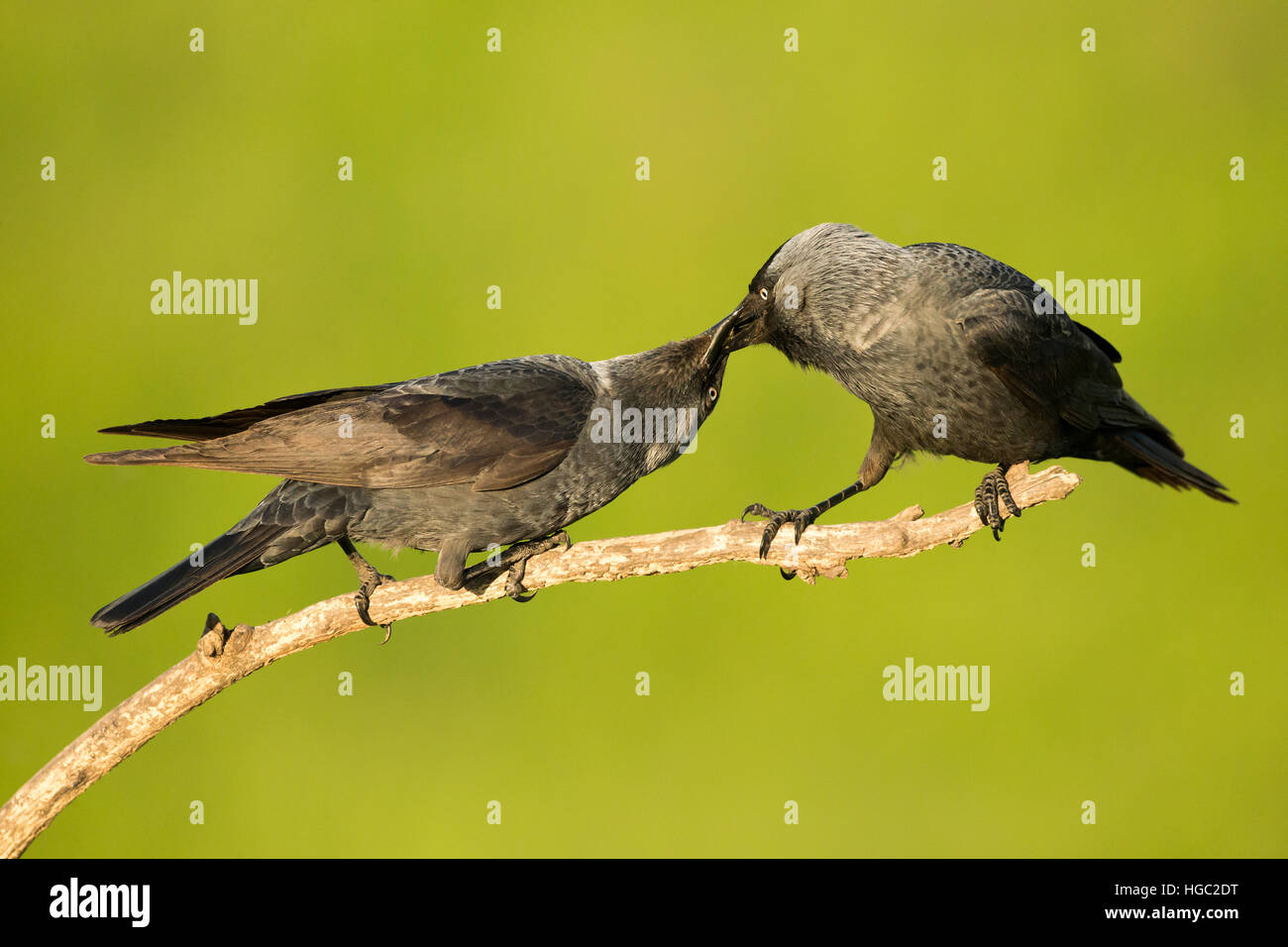 Jackdaws (Corvus monedula) passing food during mating season Stock Photo