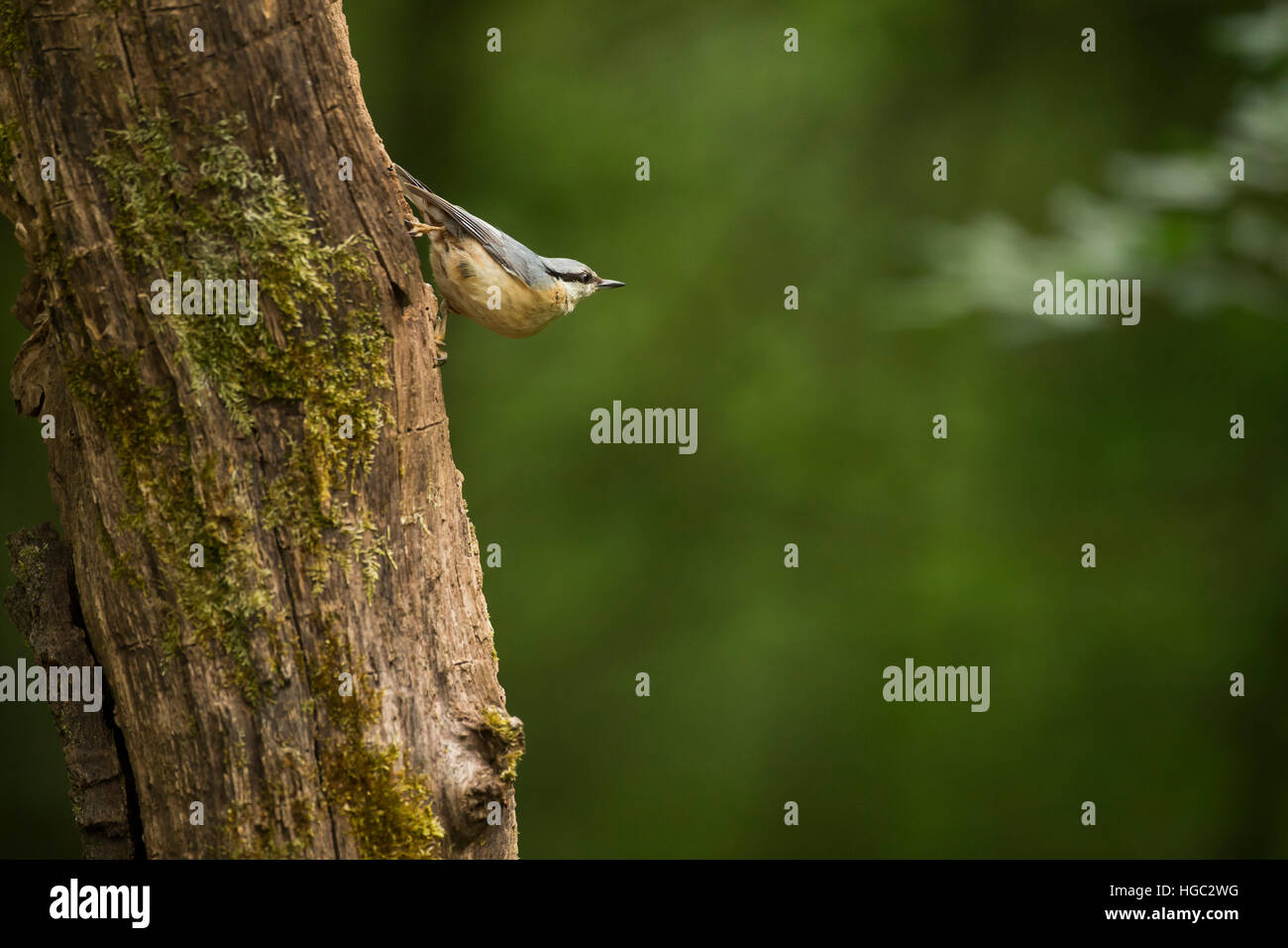 Nuthatch (Sitta europaea) clinging to a tree Stock Photo