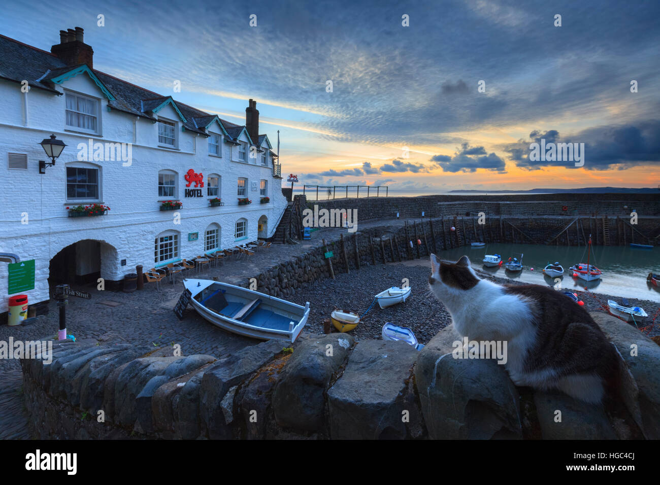 A cat at Clovelly Harbour in North Devon captured at sunrise. Stock Photo