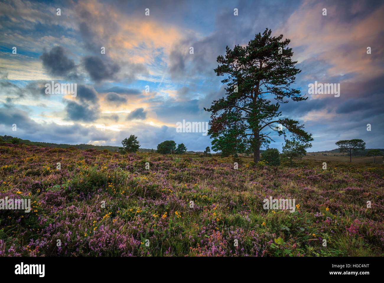 A tree on Woodbury Common Near Exmouth in South East Devon Stock Photo ...