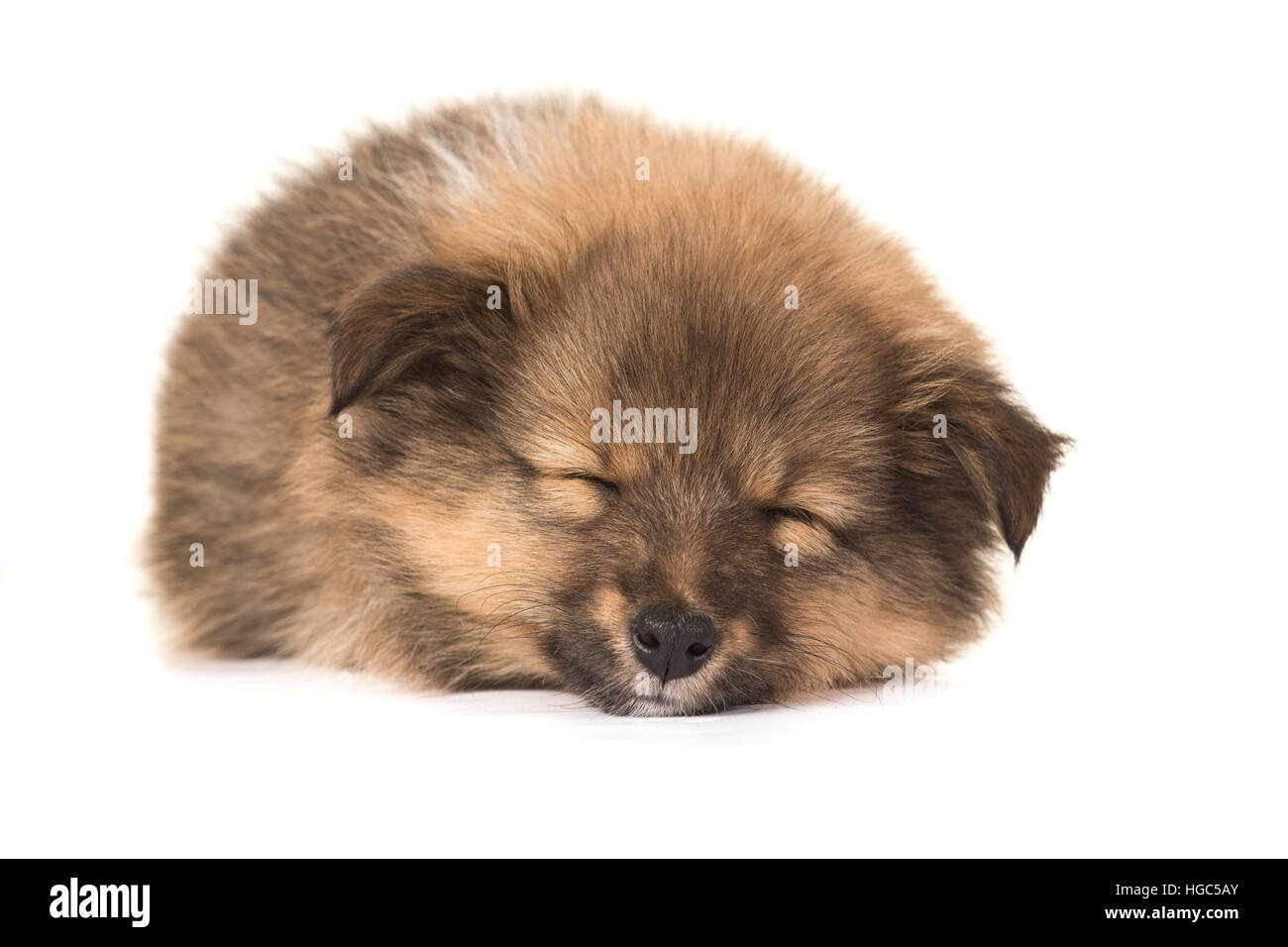 Sleeping shetlands sheepdog sheltie puppy with eyes closed seen from the front isolated on a white background Stock Photo