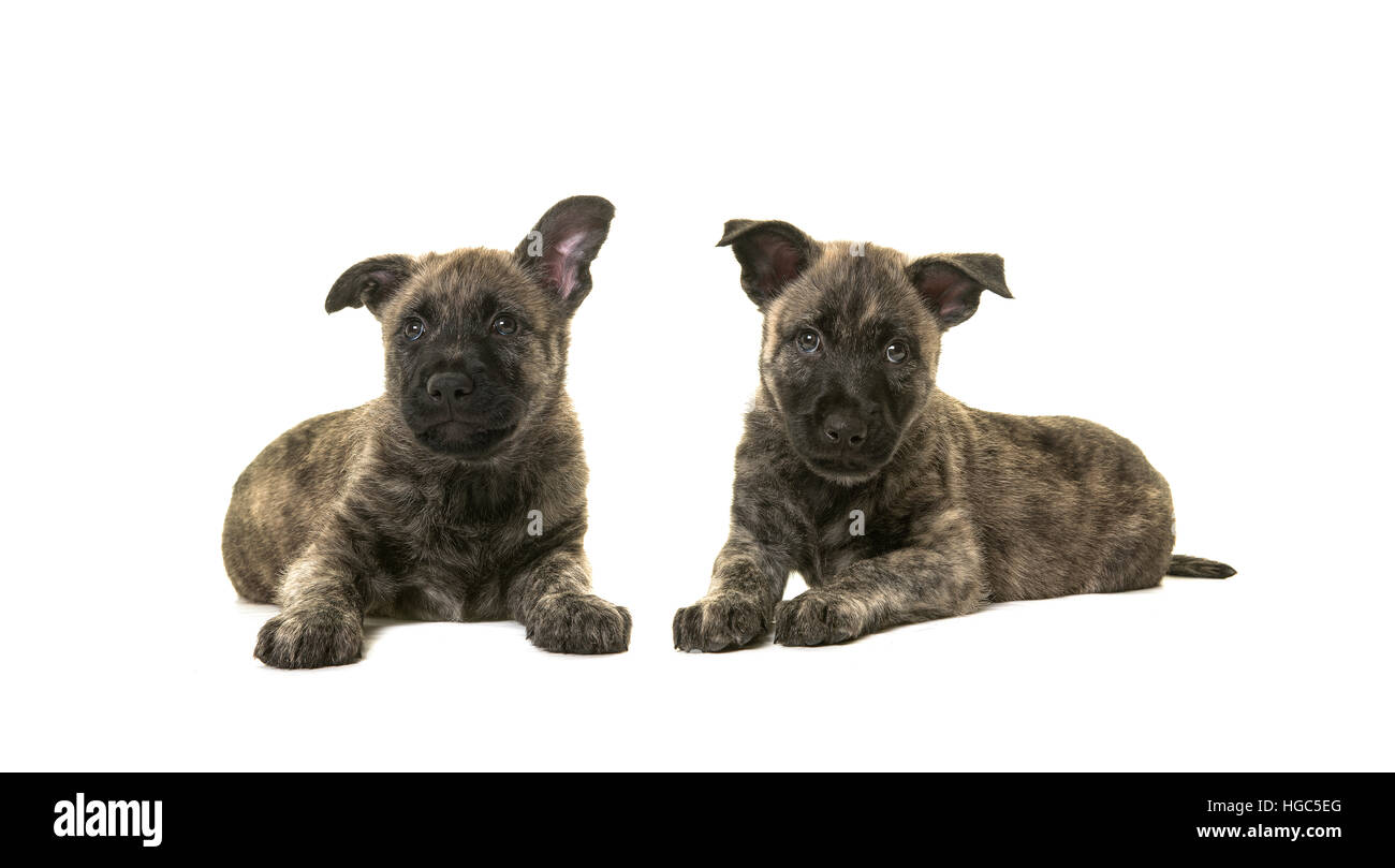Two dark cute wirehaired dutch shepherd puppy dogs lying down on the floor isolated on a white floor Stock Photo