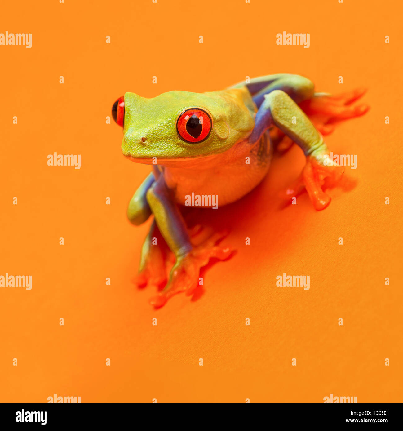 Red eyed tree frog with red eyes leaning forward on orange background ready to jump Stock Photo
