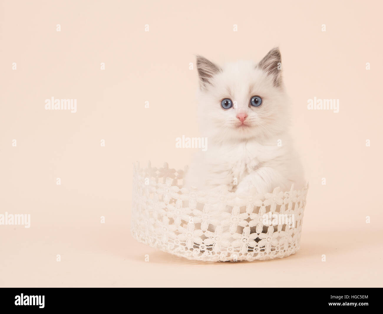Cute baby rag doll longhair baby cat with blue eyes in a white lace basket on a creme soft white background Stock Photo