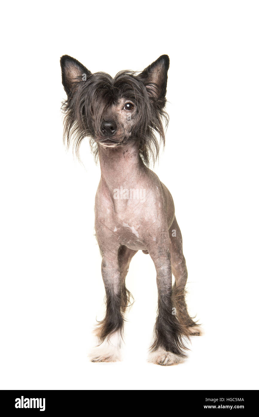 Cute dark naked chinese crested dog standing and facing the camera isolated on a white background Stock Photo