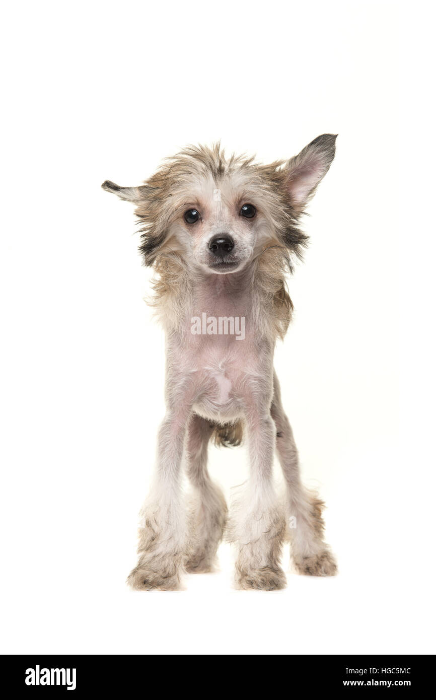 Cute blond naked chinese crested dog standing and facing the camera isolated on a white background Stock Photo