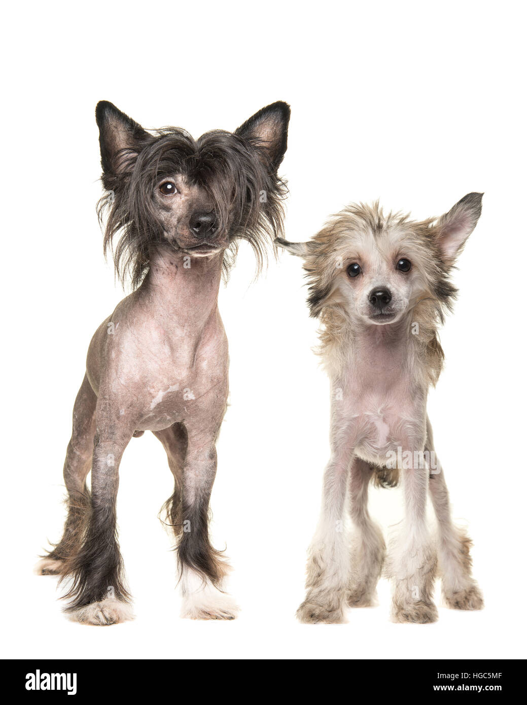 Two naked chinese crested dogs standing and facing the camera isolated on a white background Stock Photo