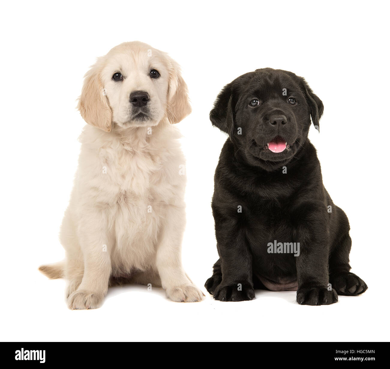 Cute blond golden retriever puppy and black labrador retriever puppy  sitting next to each other isolated on a white background Stock Photo -  Alamy