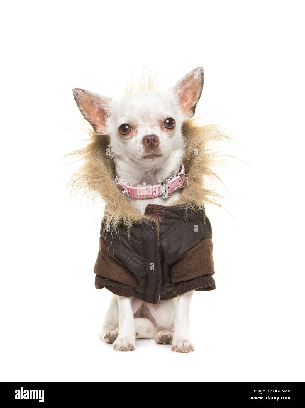 White chihuahua dog wearing a brown winter coat sitting and facing the camera isolated on a white background Stock Photo