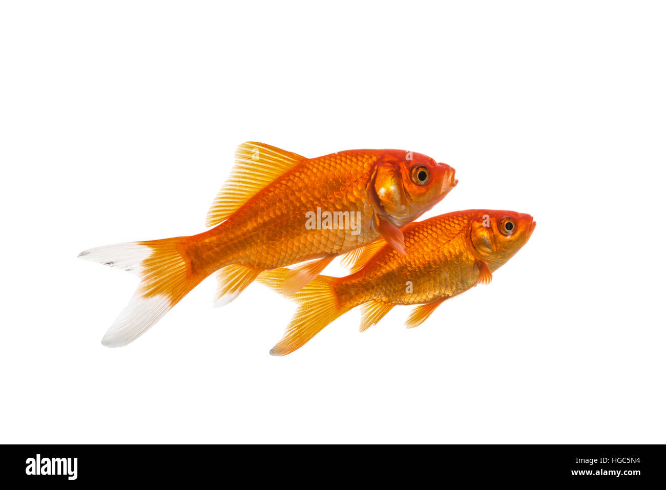 Two swimming goldfish isolated on a white background Stock Photo