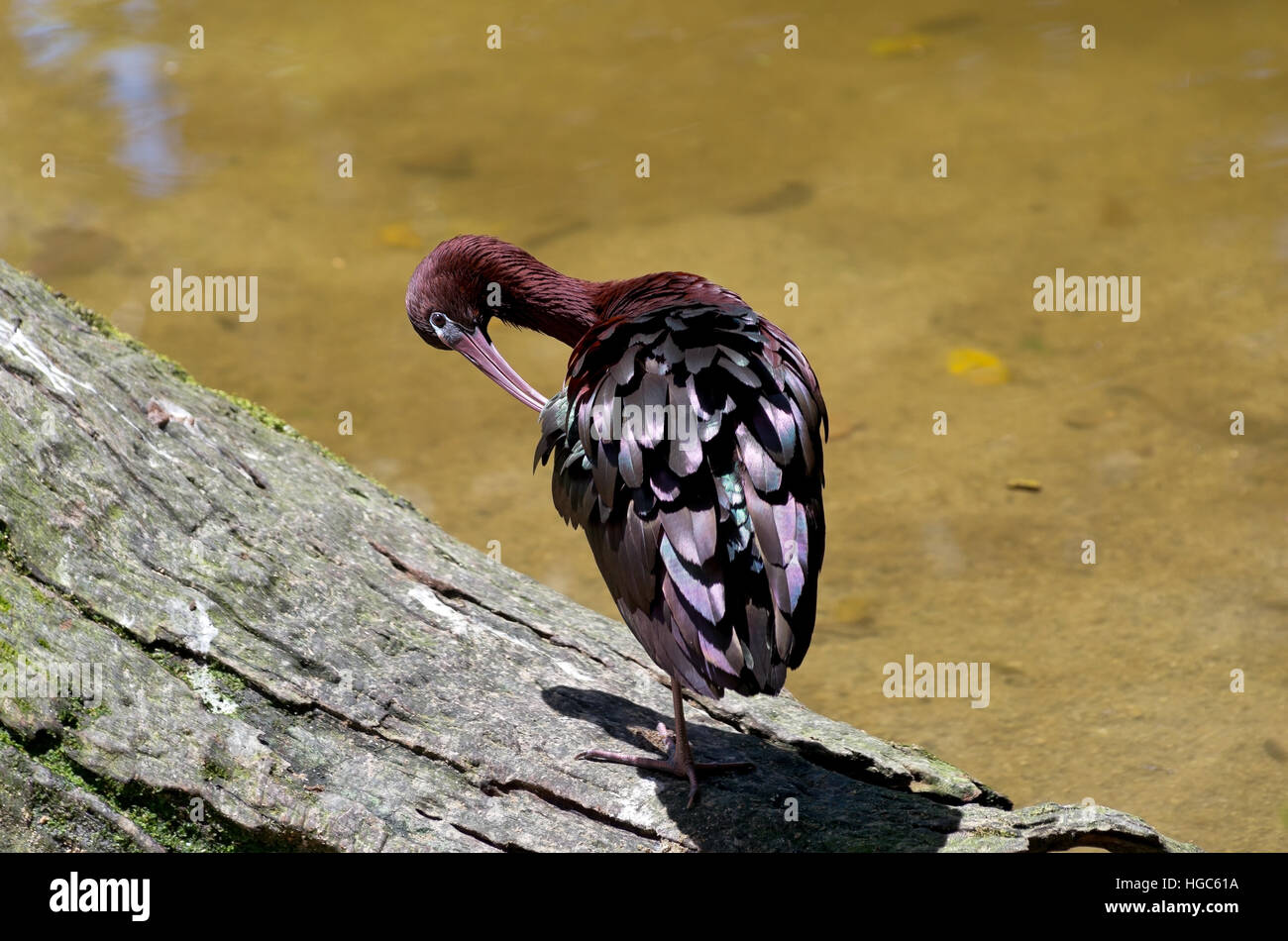glossy ibis bird or plegadis falcinellus preening while perched on tree beside pond Stock Photo
