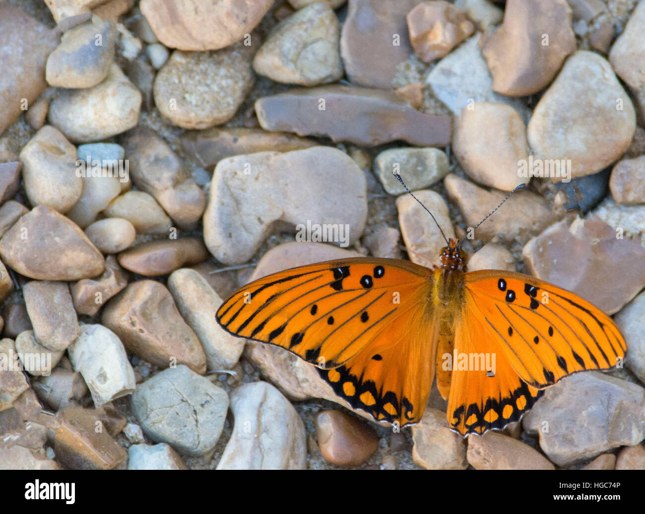 Orange and black moth hi-res stock photography and images - Alamy