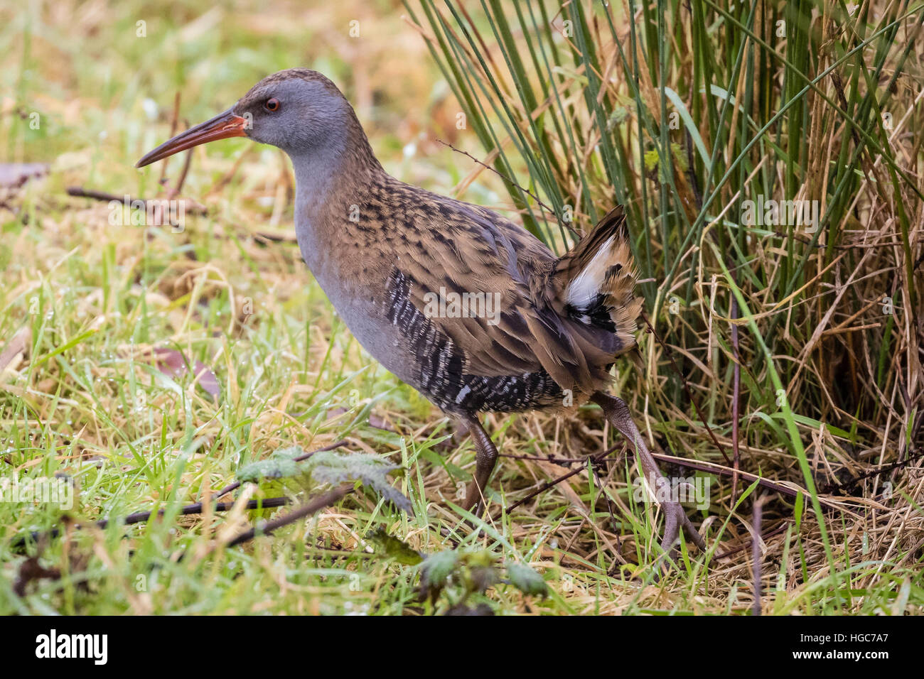 Water Rail amongst the reed bed at Summer Leys Stock Photo