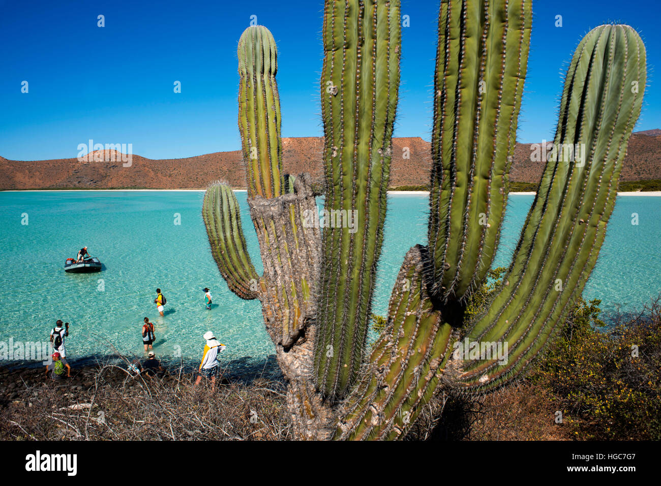 Cardon cactus in the beach of Isla Espiritu Santo island, Sea of Cortez, Baja California, Mexico. Stock Photo
