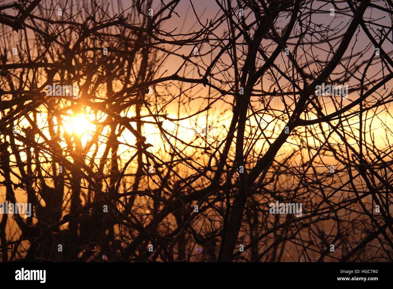 Sunrise behind branches Stock Photo