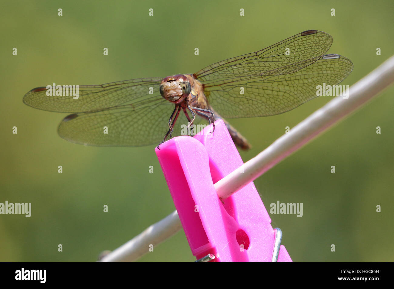 Dragonfly on washing line Stock Photo