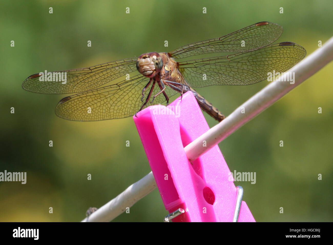 Dragonfly sitting on pink clothes peg on washing line Stock Photo