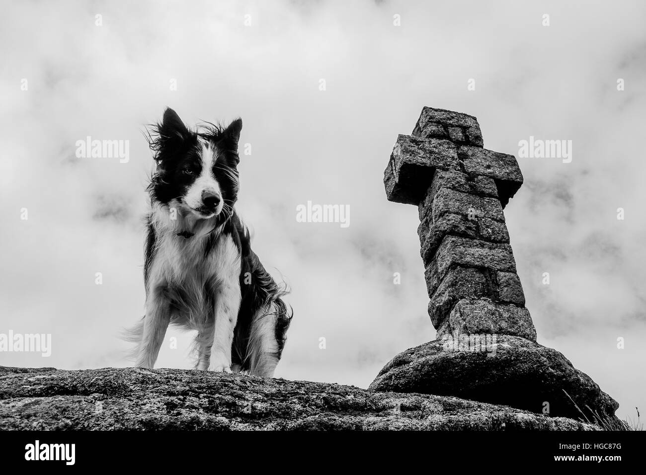 Collie on Dartmoor Stock Photo