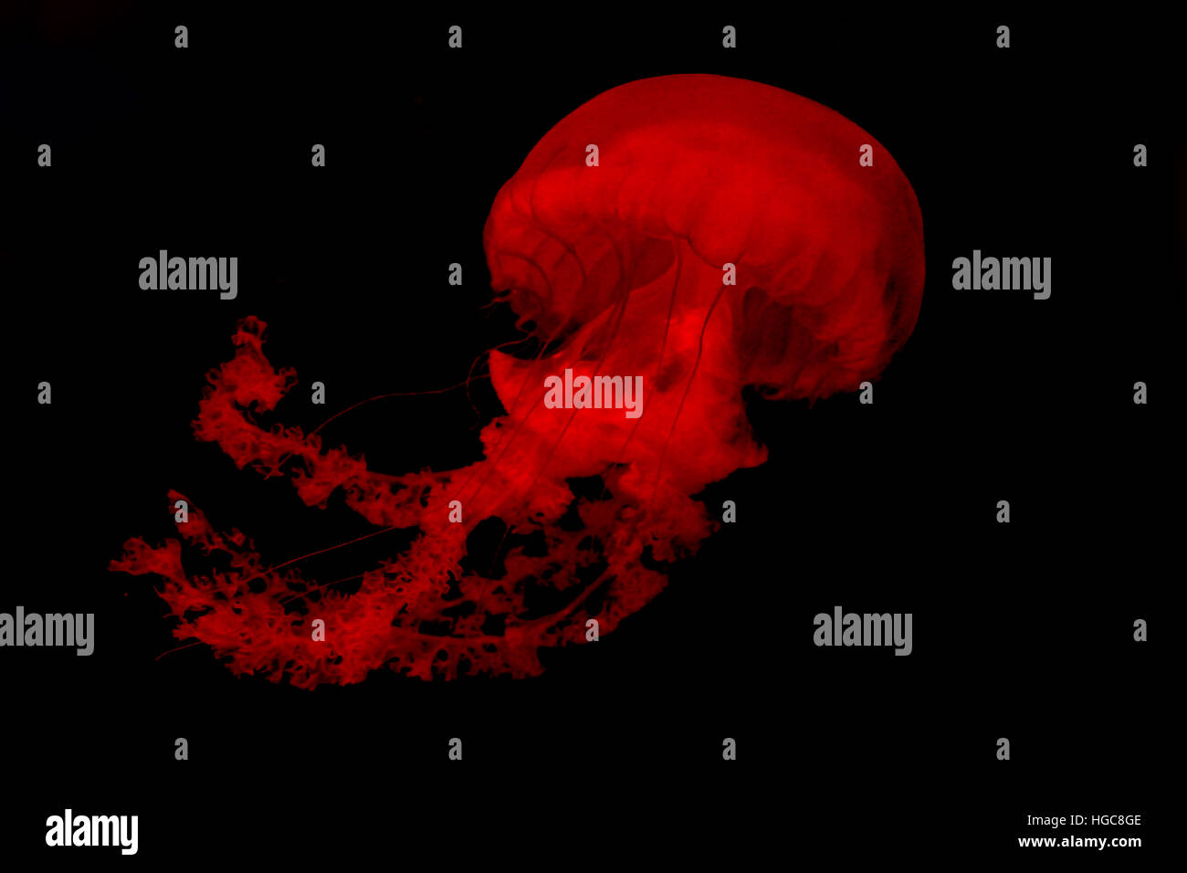 Isolated range jellyfish swimming against a black background Stock Photo