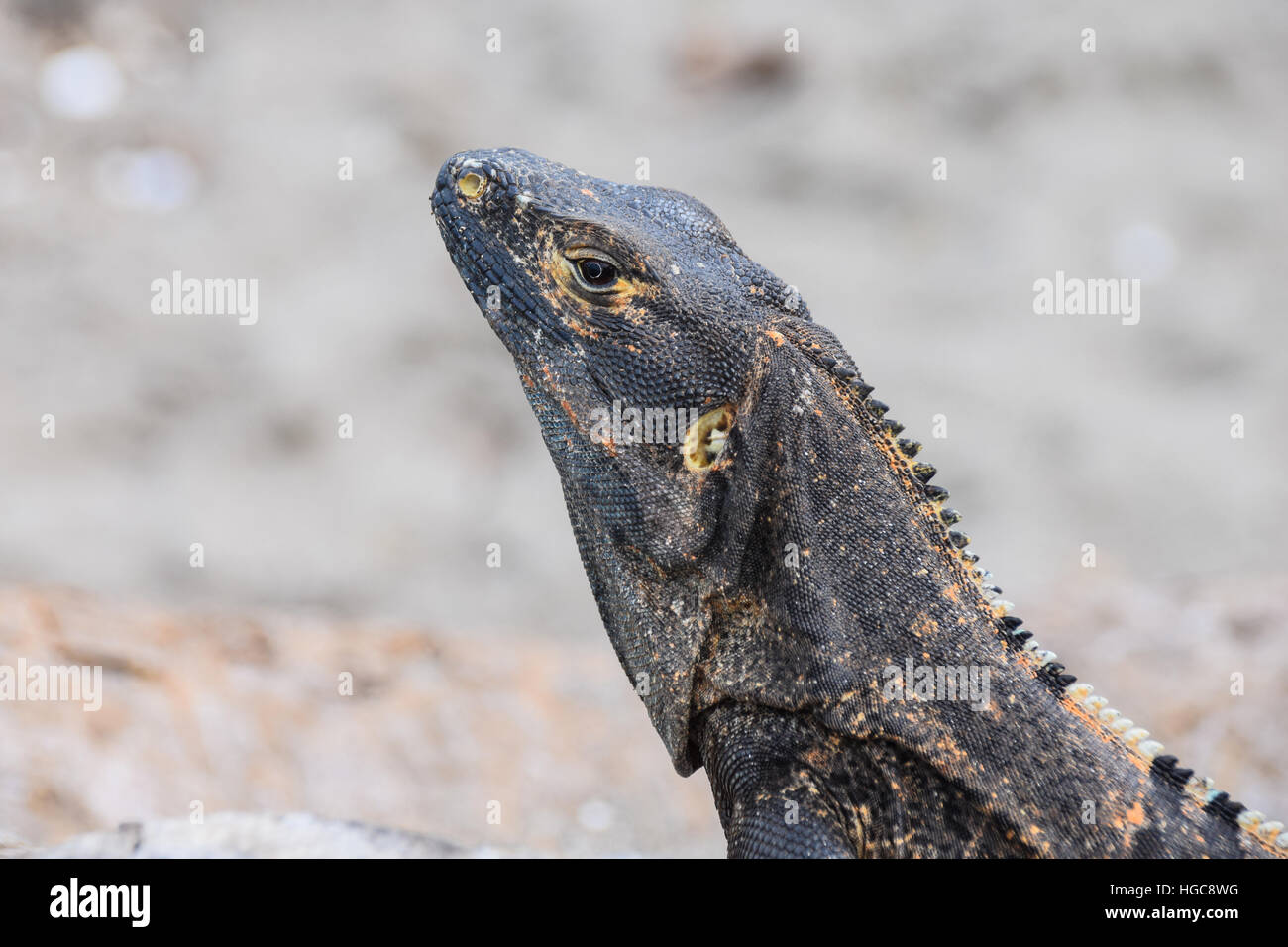 Iguana warming up on black sand of Costa Rica's Guanacaste beaches Stock Photo