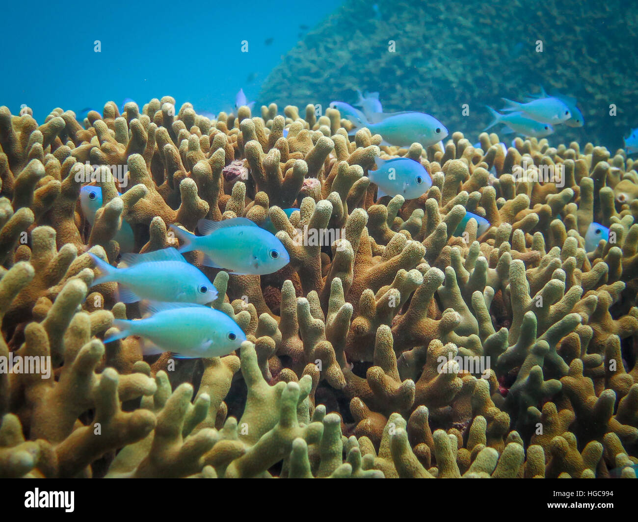 Small blue fish swimming in coral on the Great Barrier Reef Stock Photo ...