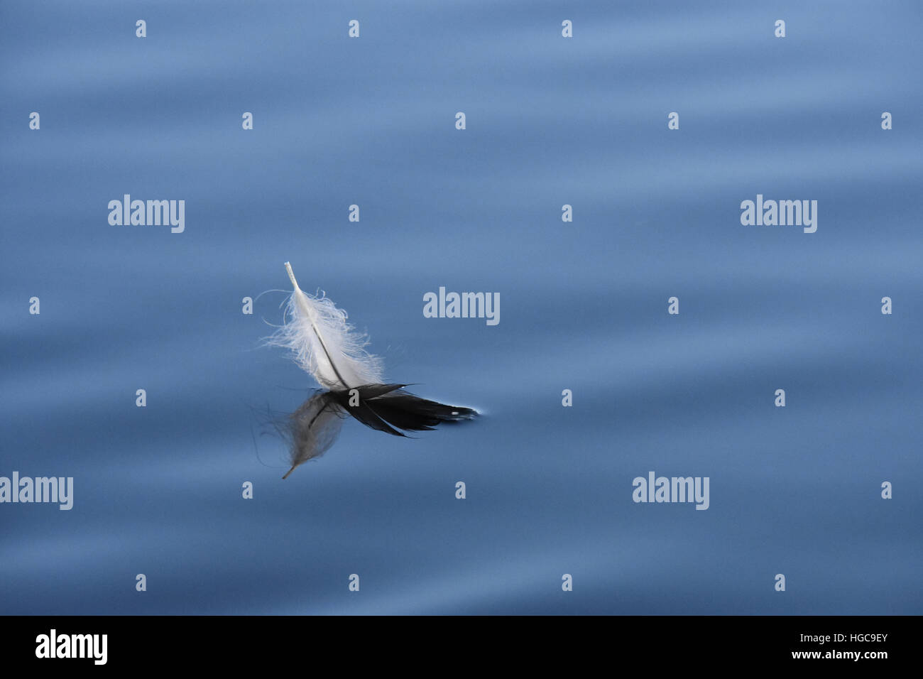 Loon feather floating on water Stock Photo Alamy