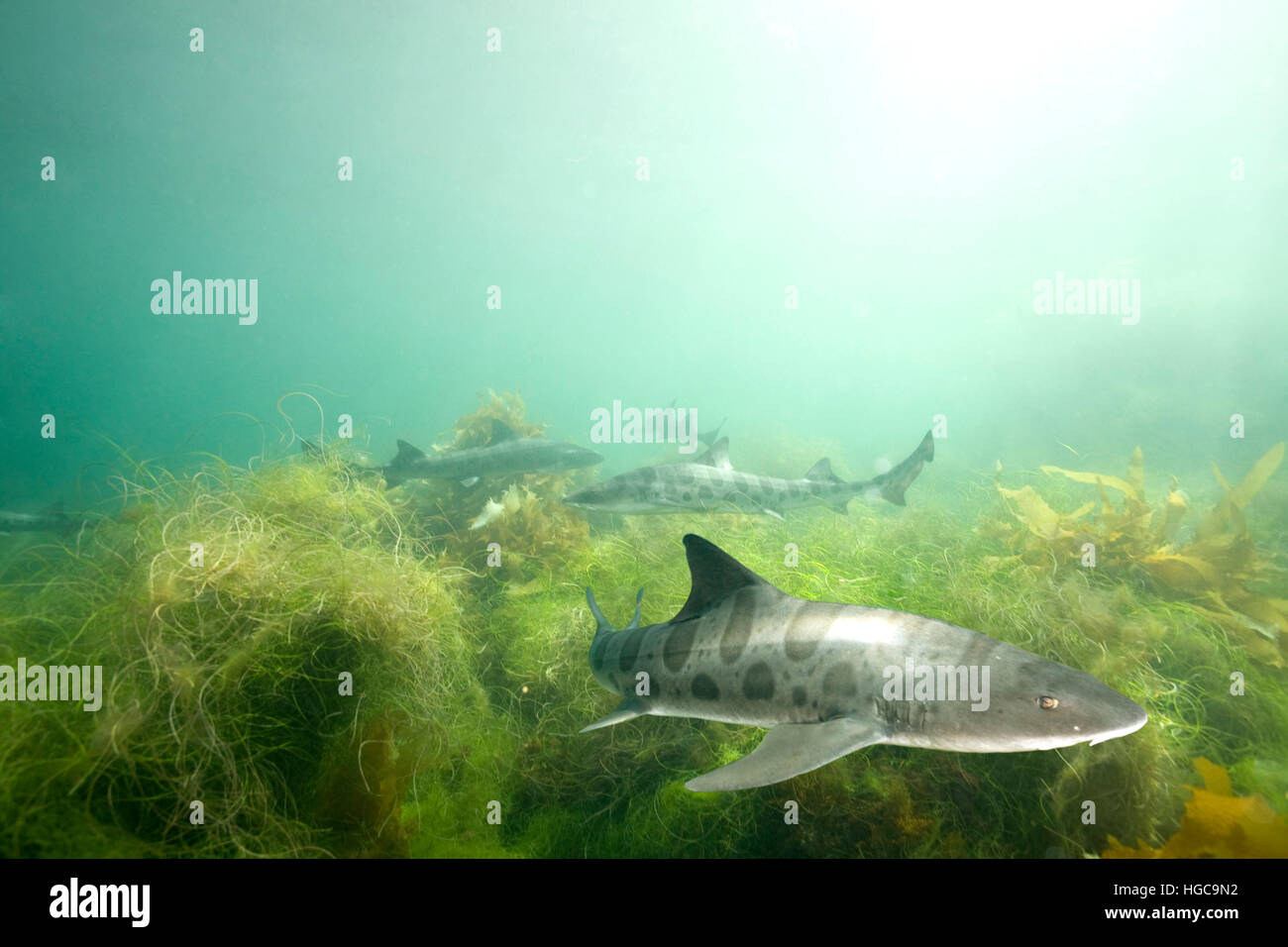 Triakis semifasciata.  An underwater image of a school of leopard sharks swimming near the coast of San Clemente Island of the Channel Islands, CA. Stock Photo