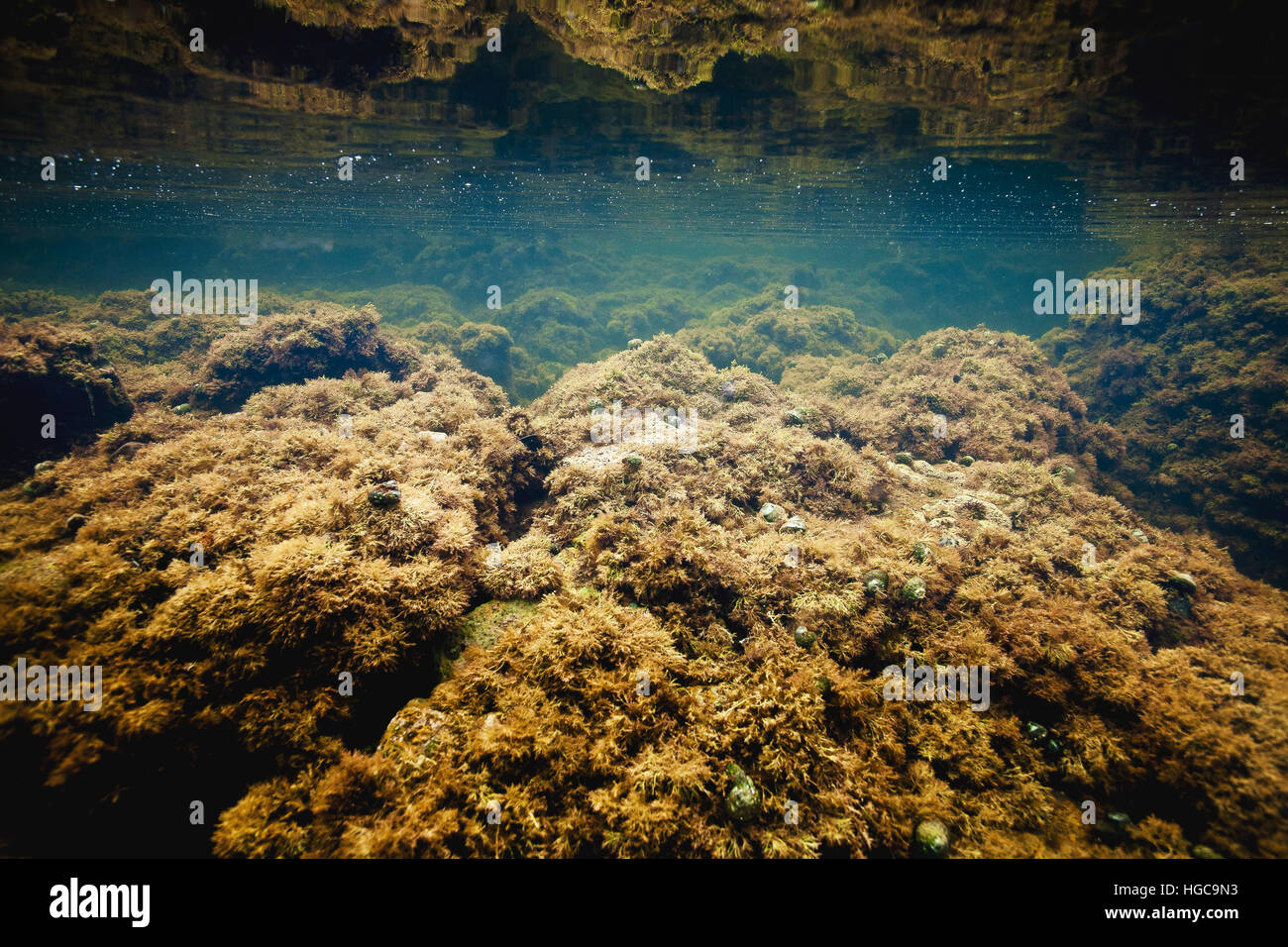 An underwater image of a tide pool that is full of Hermit Crabs on the coast of the Pacific Ocean near Palos Verdes, California. Stock Photo