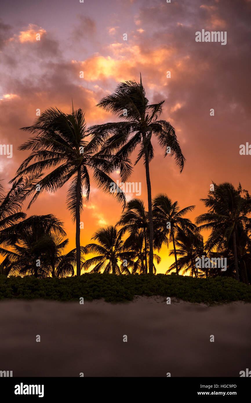 Palm trees at Kailua Beach backlit by an orange glowing sunset on Oahu, Hawaii. Stock Photo