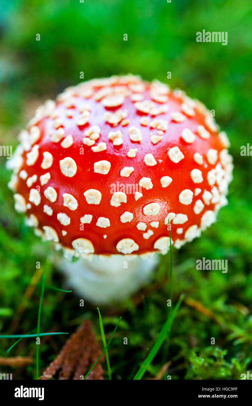 A red and white spotted amanita muscaria or fly agaric mushroom, a