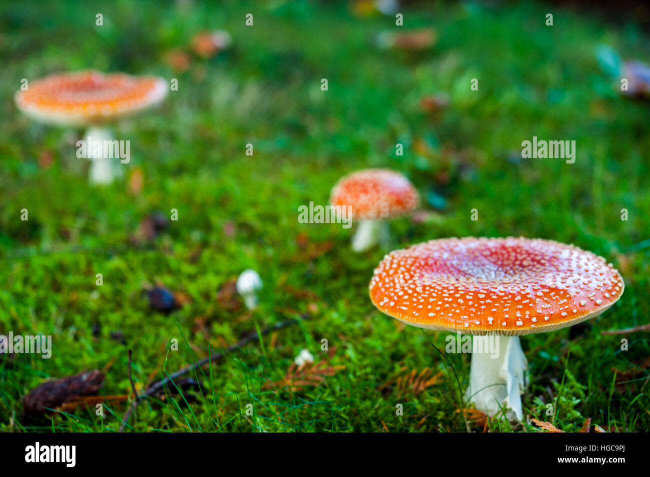 Three red and white spotted amanita muscaria or fly agaric mushrooms, toxic psychoactive hallucinogenic fungi growing on grass Stock Photo