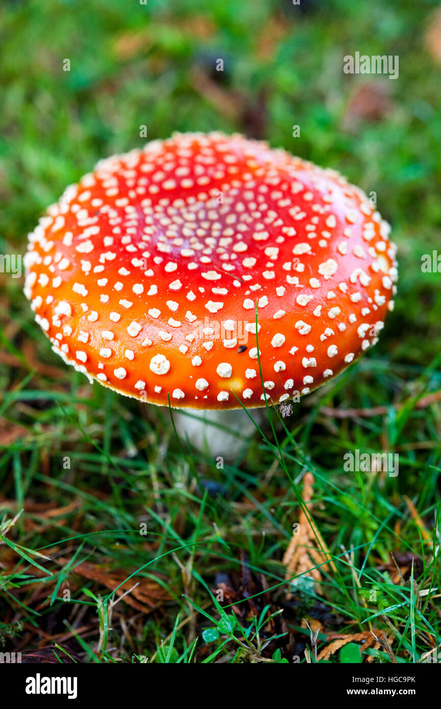 A red and white spotted amanita muscaria or fly agaric mushroom, a toxic psychoactive hallucinogenic fungus growing on grass Stock Photo