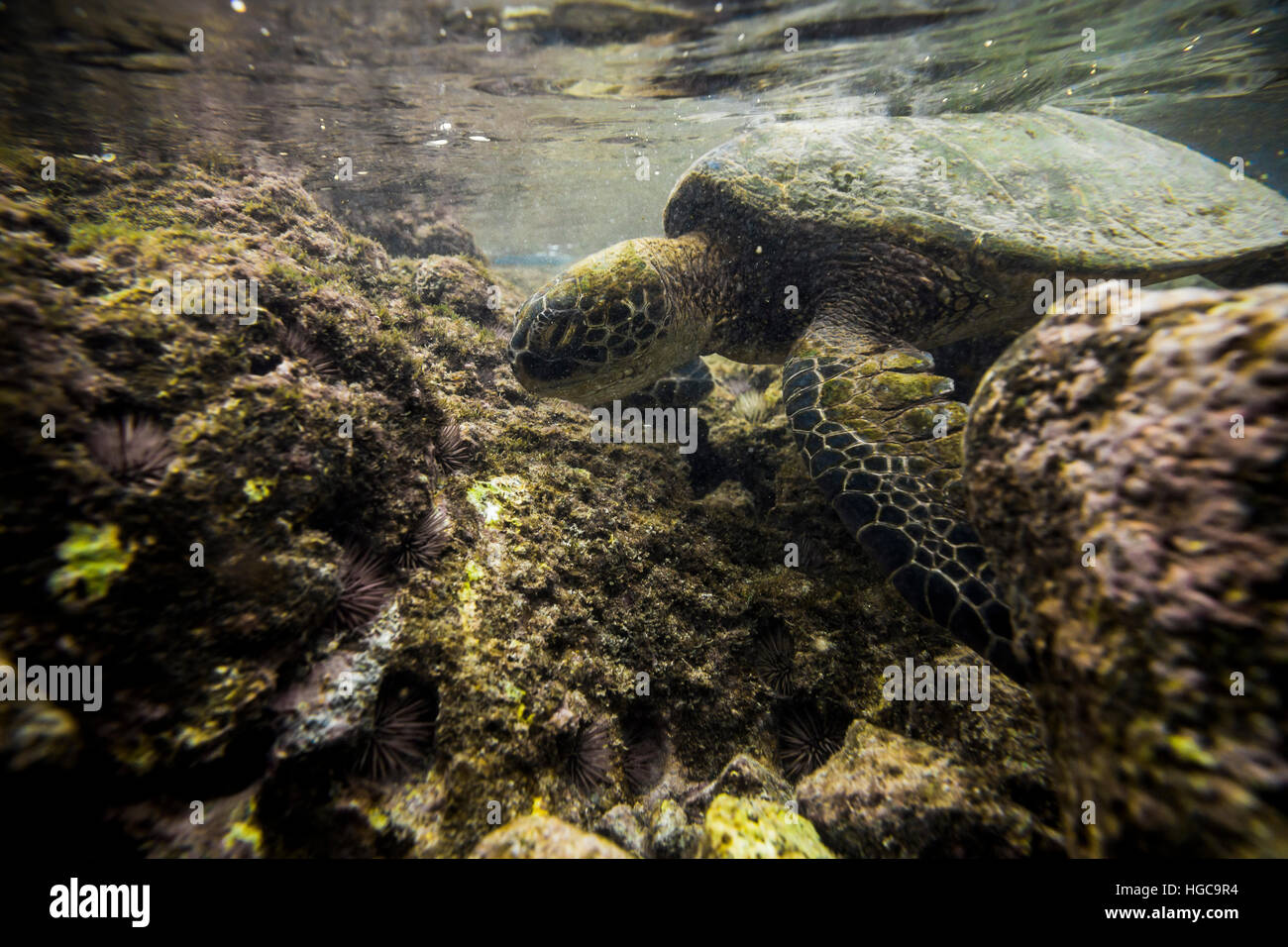 A green sea turtle or Chelonia mydas, eating algae in a shallow tide pool on The Big Island, Hawaii. Stock Photo