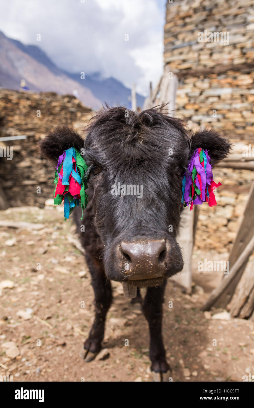 Funny black hairy cow portrait from Himalaya village in Nepal Stock Photo