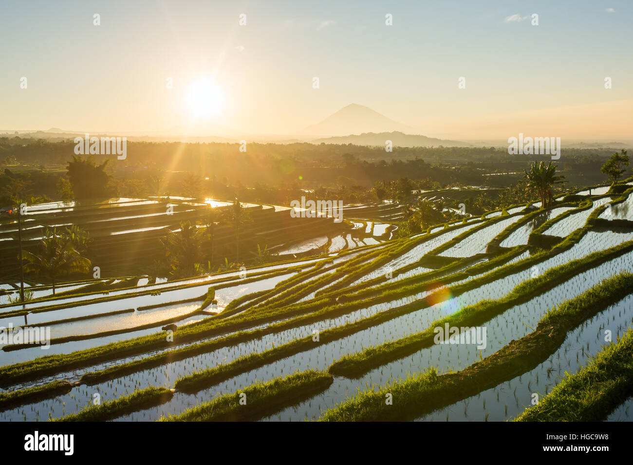 Beautiful Sunrise Over The Jatiluwih Rice Terraces In Bali Indonesia beautiful-sunrise-over-the-jatiluwih-rice-terraces-in-bali-indonesia