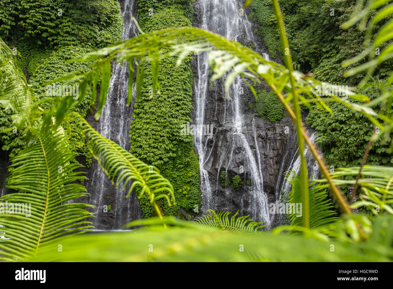 Young fern leaf close-up with a Beautiful Banyumala Waterfall on background, Bali, Indonesia Stock Photo